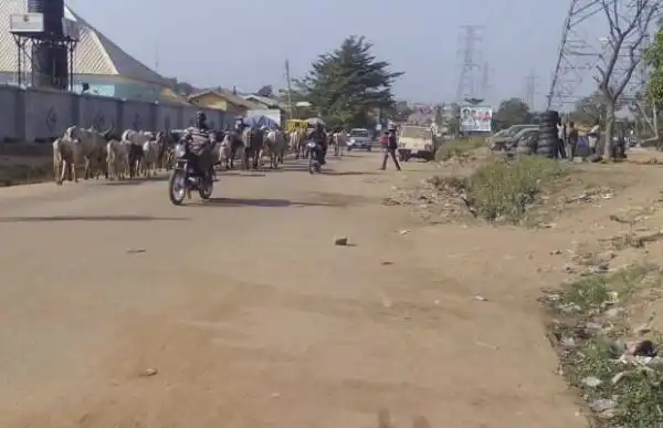 Herdsmen defy Senate’s order, rear cattle in FCT
